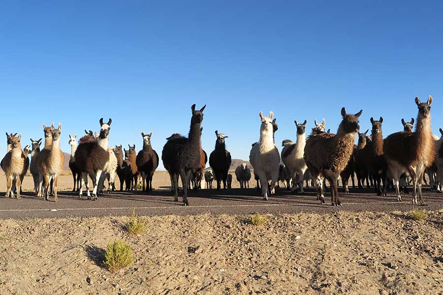 HAND IN HAND Project Anapqui