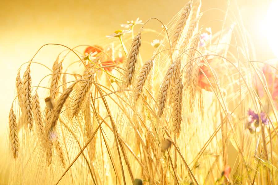 Product Knowledge: Emmer-Pasta