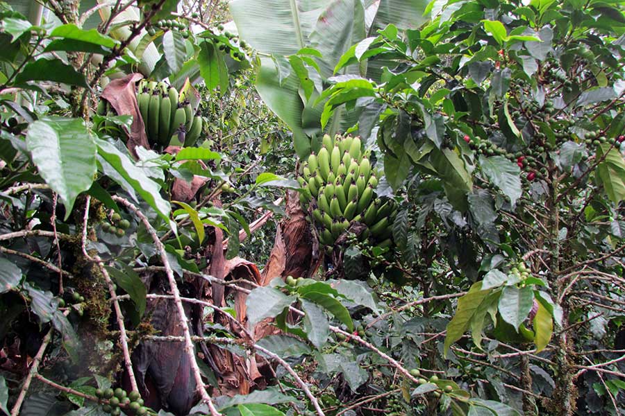 HAND IN HAND Herocoffee from Guatemala