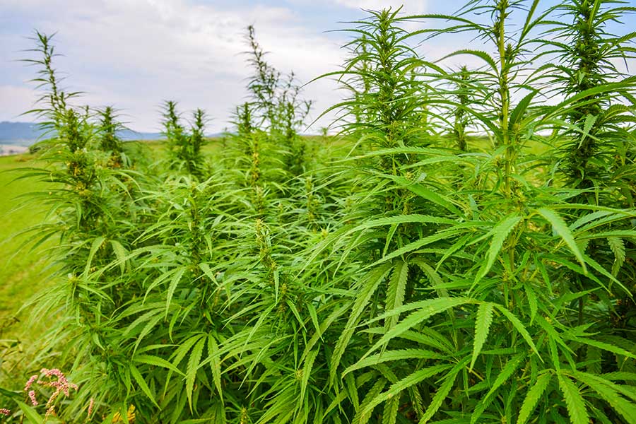 Product Knowledge: Hemp