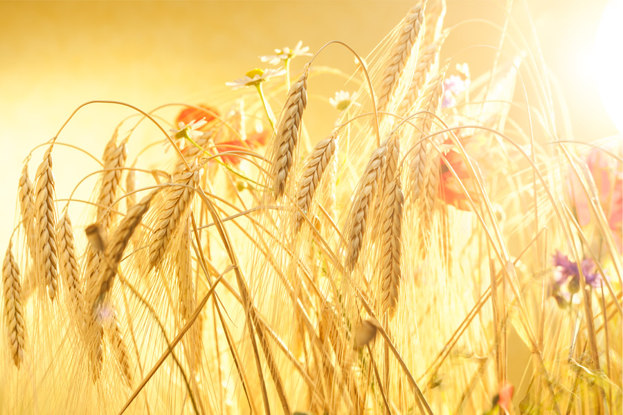 Product Knowledge: Emmer-Pasta