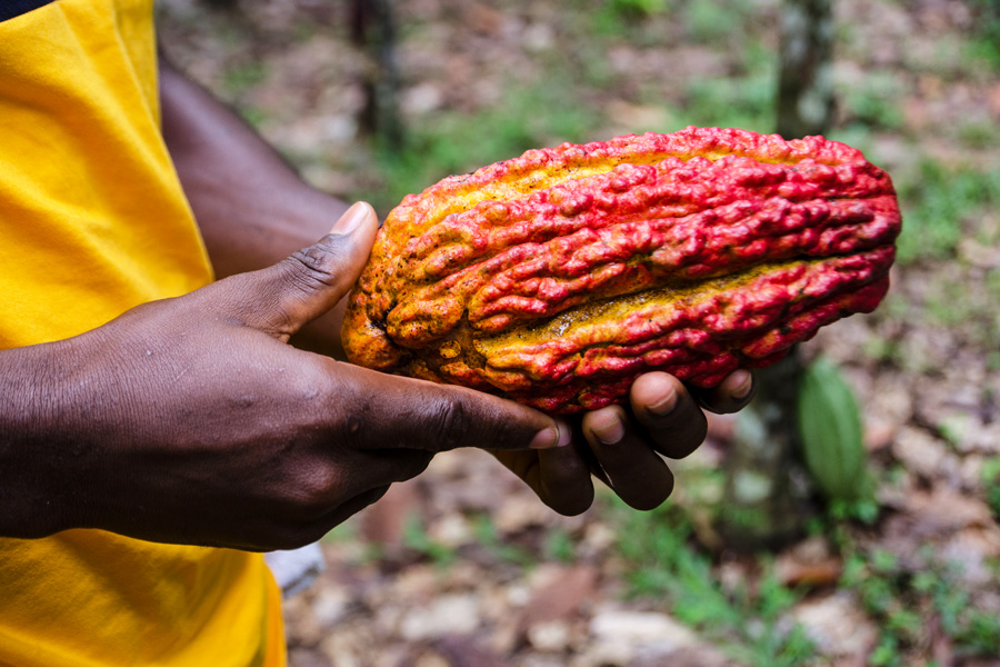 Product Knowledge: Cocoa