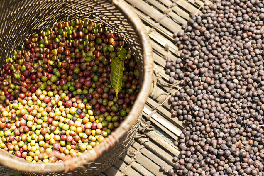 Product Knowledge: Coffee